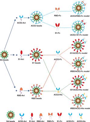 A highly sensitive bead-based flow cytometric competitive binding assay to detect SARS-CoV-2 neutralizing antibody activity